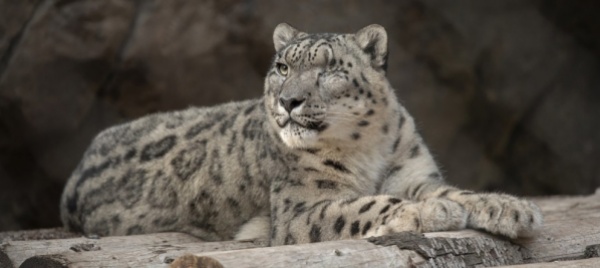 leopardo-delle-nevi-dello-zoo-di-san-diego-positivo-al-covid-19