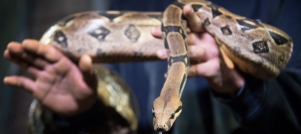 ginevra-guardie-di-confine-sventano-scambio-di-serpenti-protetti