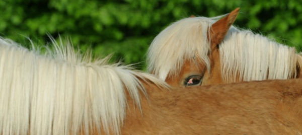 spara-al-cinghiale-abbatte-un-cavallo