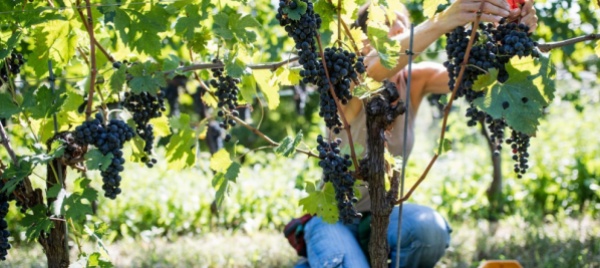vendemmia-2021-l-uva-a-quattro-franchi-per-chilo
