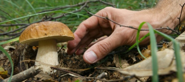 san-bernardino-mostra-per-conoscere-meglio-i-funghi