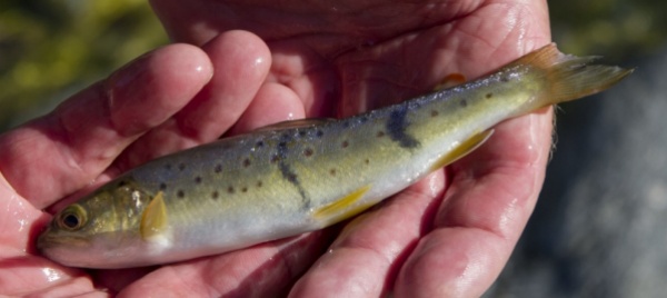sabato-28-agosto-giornata-dedicata-alla-pesca