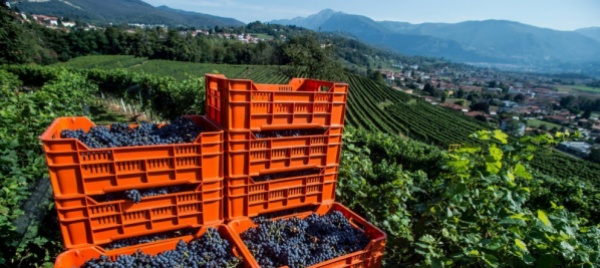 una-stagione-vitivinicola-compromessa-in-alcune-zone
