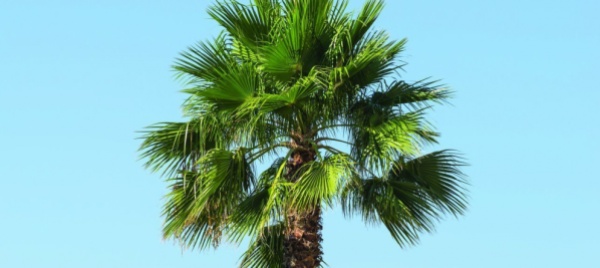 se-proprio-vuoi-piantare-una-palma-scegli-quella-giusta
