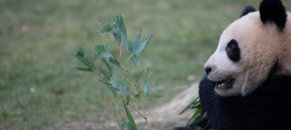 a-singapore-e-nato-un-panda-con-l-inseminazione-artificiale