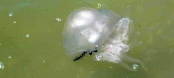 petrolio-sulle-spiagge-di-mumbai-le-meduse-agonizzano