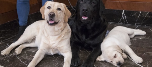 italia-tre-cani-bagnini-salvano-14-persone-a-sperlonga