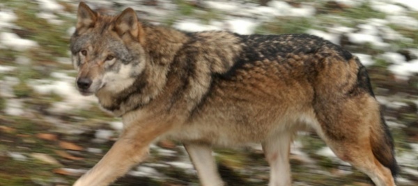 lupi-e-orsi-siano-i-simboli-del-turismo-alpino