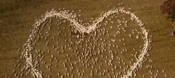 quando-l-amore-e-un-cuore-di-pecore