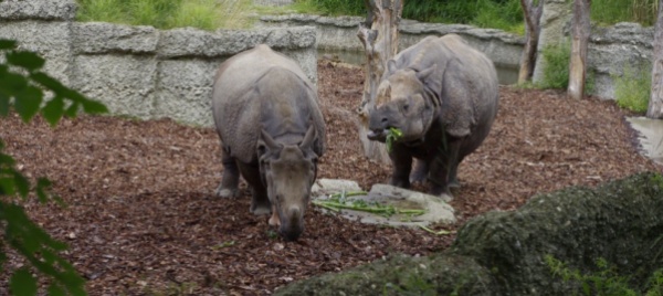 donati-venti-milioni-di-franchi-allo-zoo-di-basilea