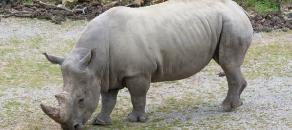 kimba-rinoceronte-bianco-nella-savana-di-lewa