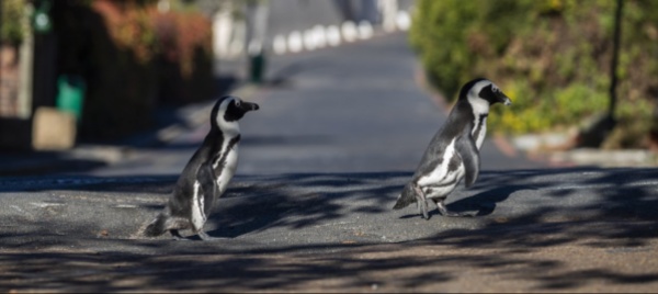 sudafrica-sciame-api-uccide-63-pinguini-in-via-d-estinzione