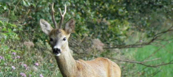 i-droni-hanno-salvato-quasi-500-cuccioli-di-capriolo