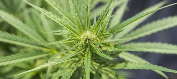 cannabis-la-svizzera-guarda-avanti-ma-il-ticino-e-fermo