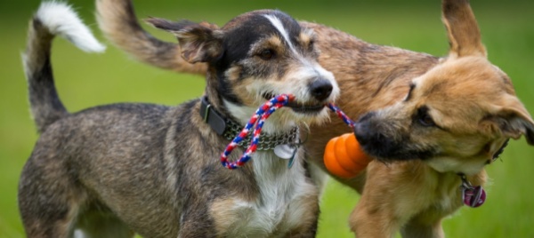 cani-fate-attenzione-alla-loro-storia-prima-di-acquistarli