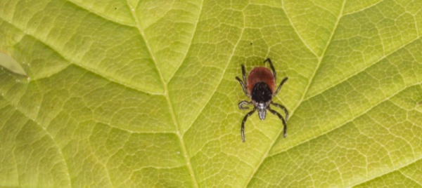 in-svizzera-meno-casi-di-meningoencefalite-da-zecche-e-borreliosi