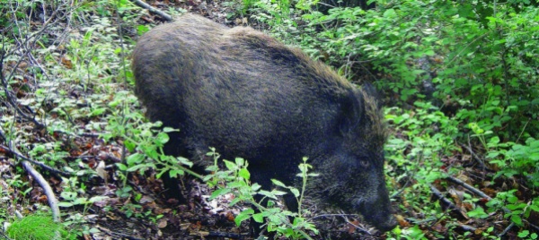 scusate-ma-sono-un-cinghiale