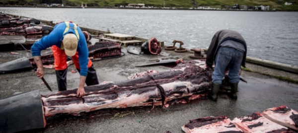 isole-faroe-una-legge-contro-la-mattanza-di-delfini