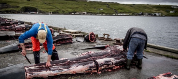 mattanza-di-delfini-alle-faroe-massacrati-1-500-animali