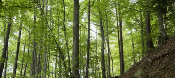 un-piano-di-gestione-forestale-per-sementina-e-gudo