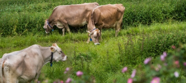 torna-la-giornata-agricola-all-aeroporto-di-ambri