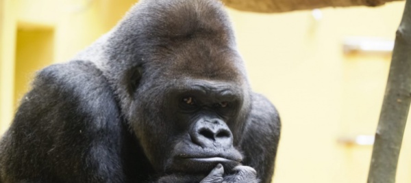 usa-13-gorilla-dello-zoo-di-atlanta-positivi-al-covid