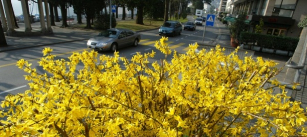 cespugli-e-ligustro-cosi-lugano-combatte-il-co2