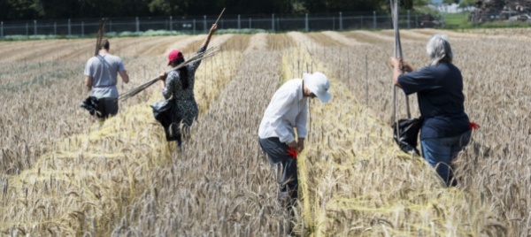 il-nazionale-vuole-altri-4-anni-di-moratoria-sugli-ogm
