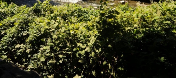 iragna-escursione-alla-scoperta-delle-piante-neofite-invasive