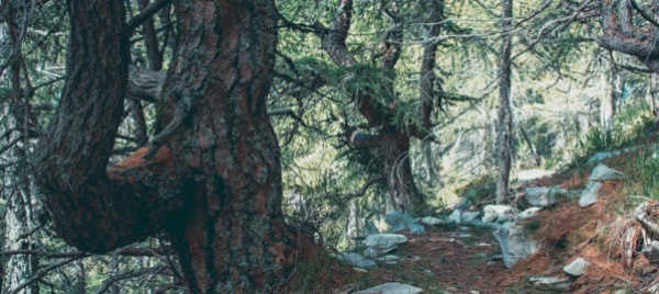 vogorno-ecco-la-nuova-riserva-forestale-patriziale