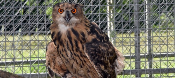 un-estate-complicata-per-gli-animali-selvatici-in-ticino