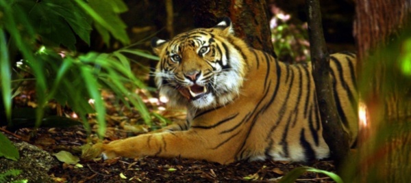 una-tigre-di-sumatra-uccide-un-minatore-d-oro-in-indonesia