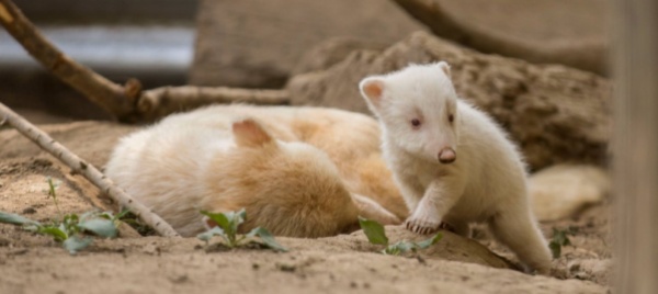 rarita-allo-zoo-di-neggio-nati-tre-cuccioli-di-nasua-albini