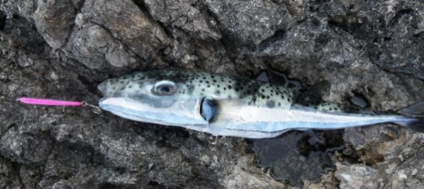 meta-delle-specie-aliene-nei-mari-europei-arriva-via-nave