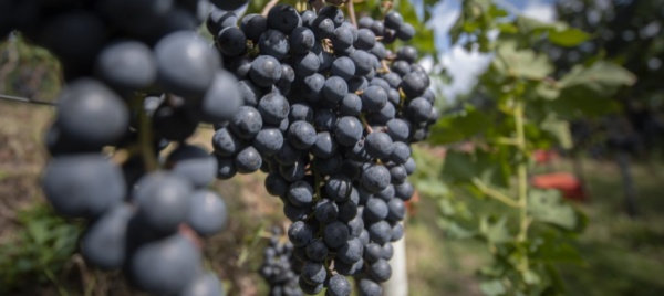 vendemmia-al-via-nel-sopraceneri