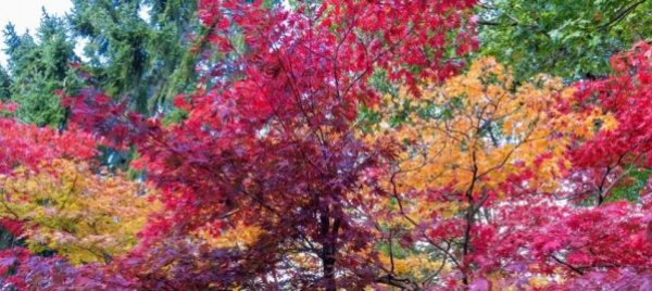 autunno-in-valle-vigezzo