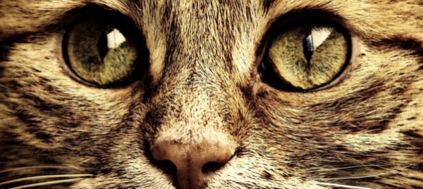 zurigo-storia-di-tutela-degli-animali-e-gatti-disabili