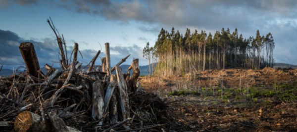 dominique-bourg-e-il-cambiamento-climatico-oltre-i-dati