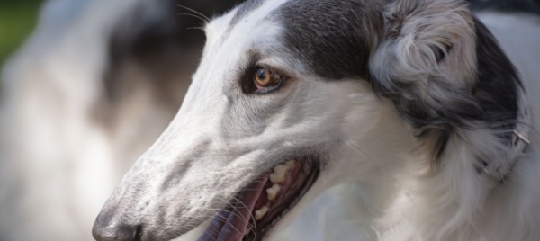 agno-in-prova-l-area-di-socializzazione-per-cani