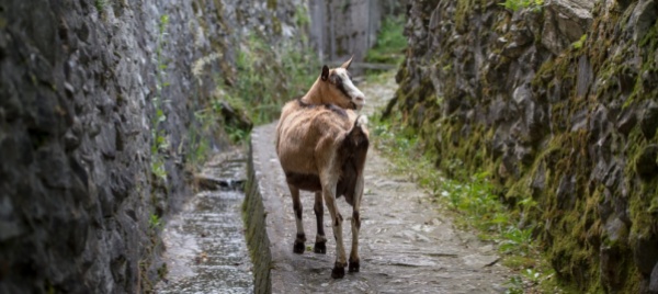 vallemaggia-al-via-la-rassegna-carne-di-capra