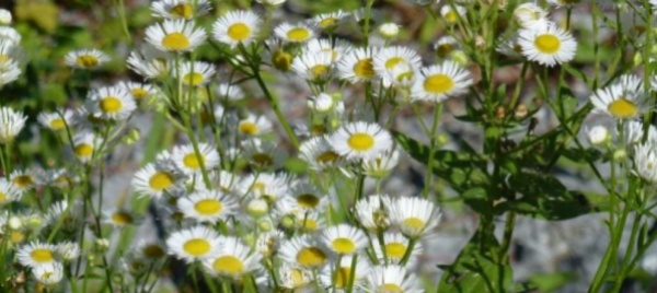 minusio-pomeriggio-di-lotta-alla-cespica-annua