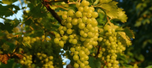 furti-d-uva-vigne-vallesane-sotto-attacco