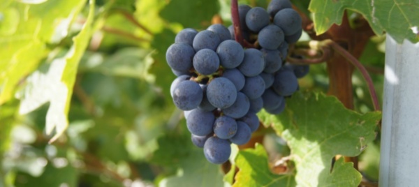 non-si-fermano-i-furti-di-uva-in-vallese