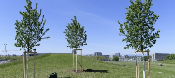 il-g20-punta-a-piantare-mille-miliardi-di-alberi