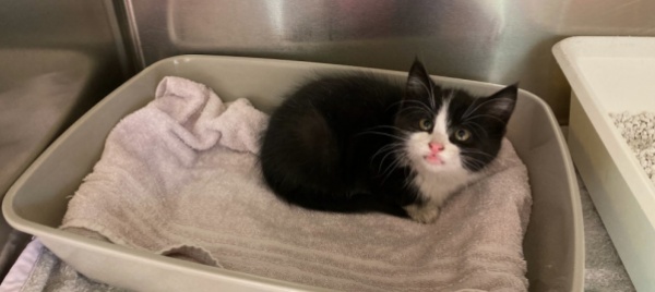 trovato-un-gattino-nero-e-bianco-a-monte-carasso