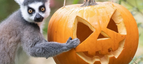 halloween-intagliare-la-zucca-e-la-prima-causa-d-incidente