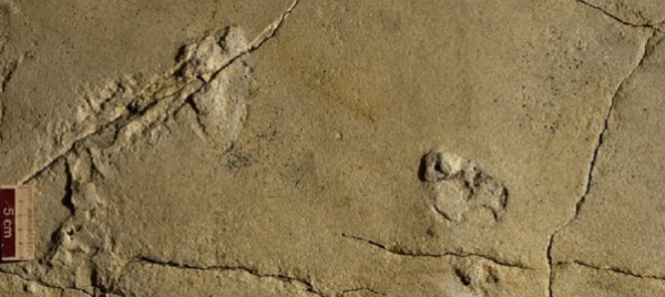 a-creta-le-orme-piu-antiche-forse-di-un-ominide