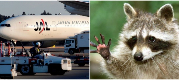 l-aeroporto-narita-di-tokyo-bloccato-da-un-carcassa-di-procione