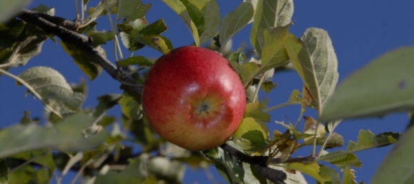 freddo-e-grandine-pessimo-raccolto-di-frutta-quest-anno