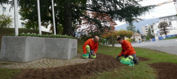 massagno-un-aiuola-di-tulipani-per-la-lotta-al-tumore-al-seno